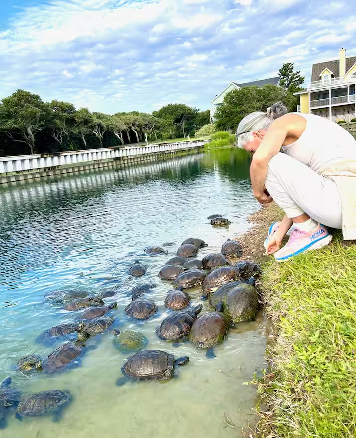 Buck Island wildlife, turtles